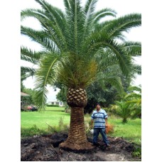 Canary Island Date Palm 8' Clear Trunk